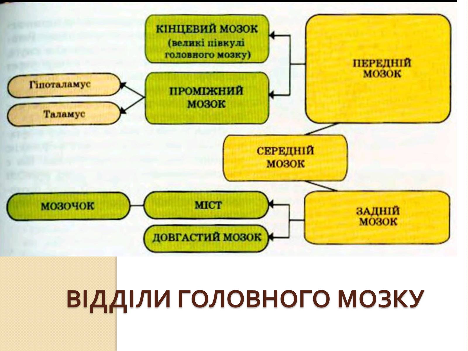 Презентація на тему «Головний мозок. Особливості його відділів» - Слайд #4 Презентація на тему «Головний мозок. Особливості його відділів» - Слайд #4
