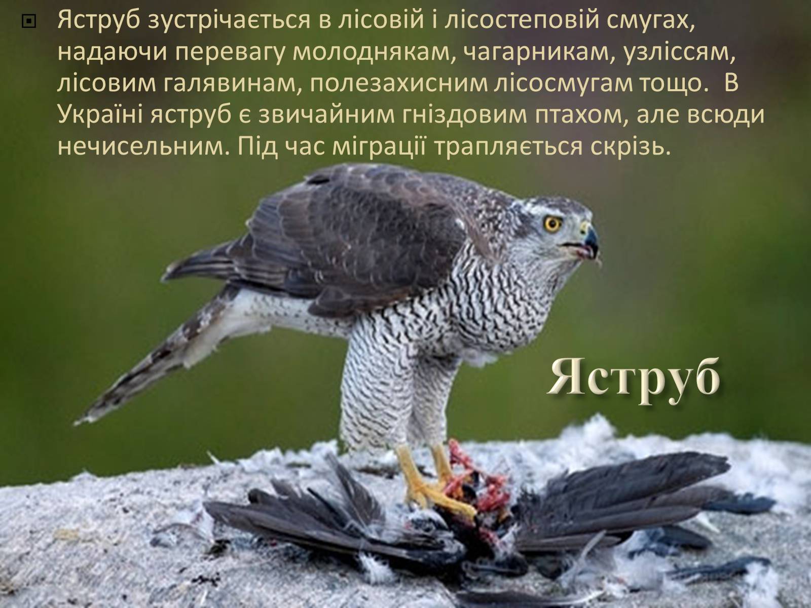 Презентація на тему «Ряд Денні хижі птахи» - Слайд #12 Презентація на тему «Ряд Денні хижі птахи» - Слайд #12