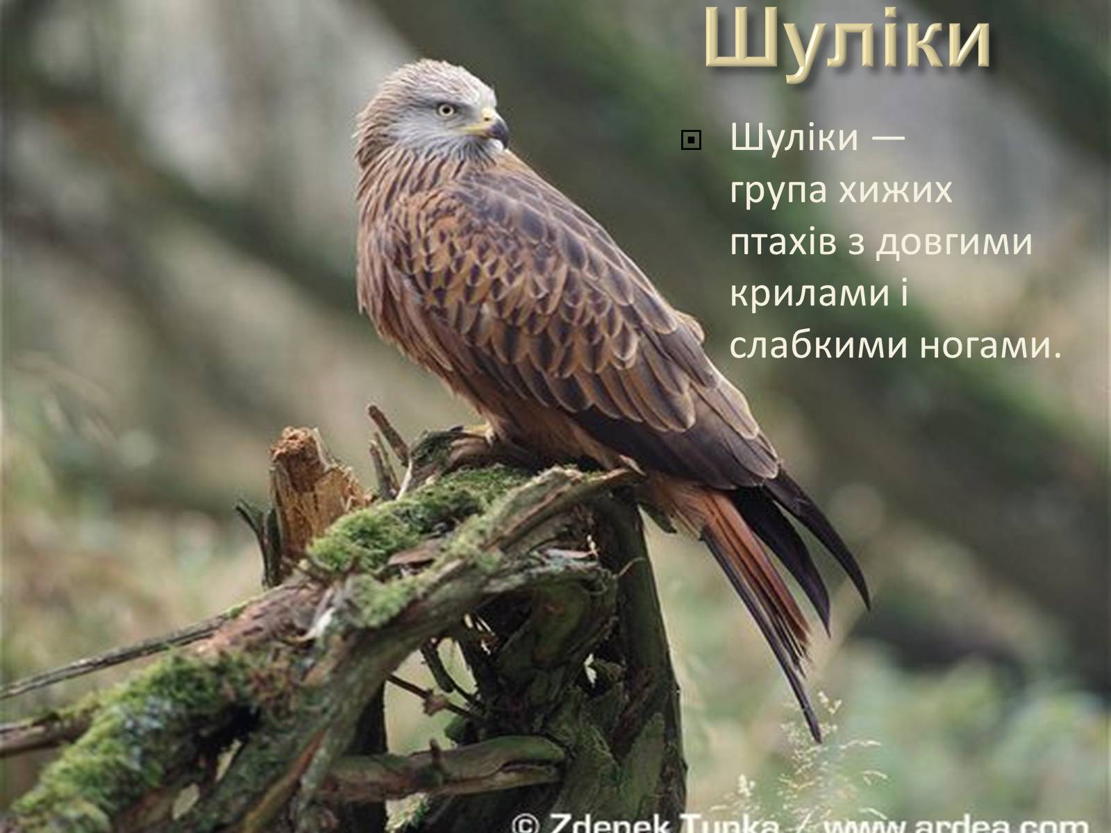 Презентація на тему «Ряд Денні хижі птахи» - Слайд #13 Презентація на тему «Ряд Денні хижі птахи» - Слайд #13