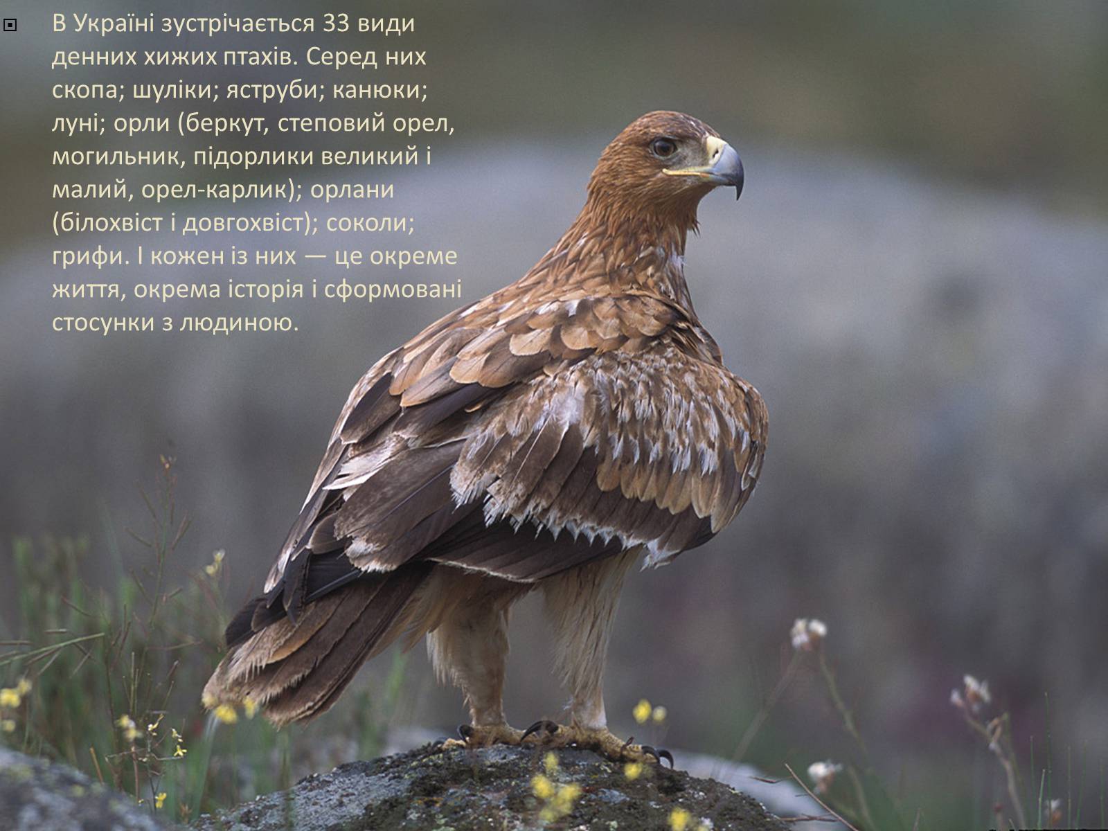 Презентація на тему «Ряд Денні хижі птахи» - Слайд #3 Презентація на тему «Ряд Денні хижі птахи» - Слайд #3
