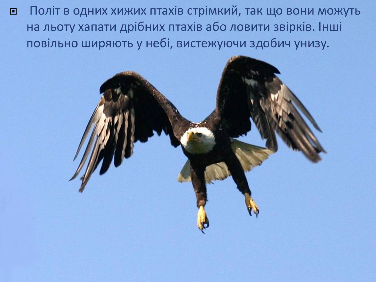 Презентація на тему «Ряд Денні хижі птахи» - Слайд #5 Презентація на тему «Ряд Денні хижі птахи» - Слайд #5