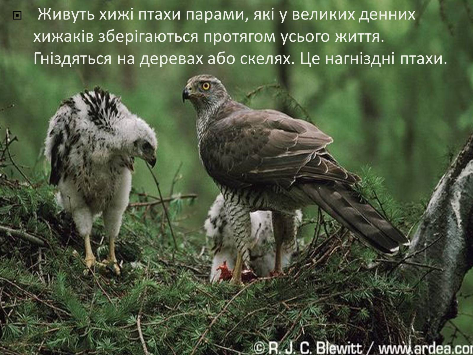 Презентація на тему «Ряд Денні хижі птахи» - Слайд #6 Презентація на тему «Ряд Денні хижі птахи» - Слайд #6