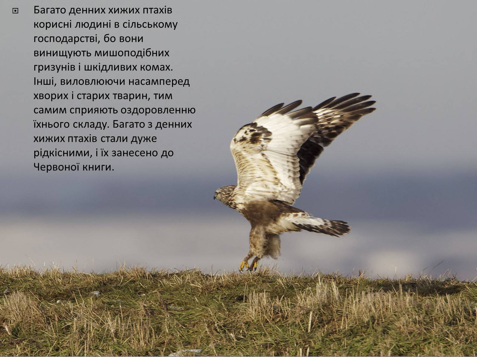Презентація на тему «Ряд Денні хижі птахи» - Слайд #7 Презентація на тему «Ряд Денні хижі птахи» - Слайд #7