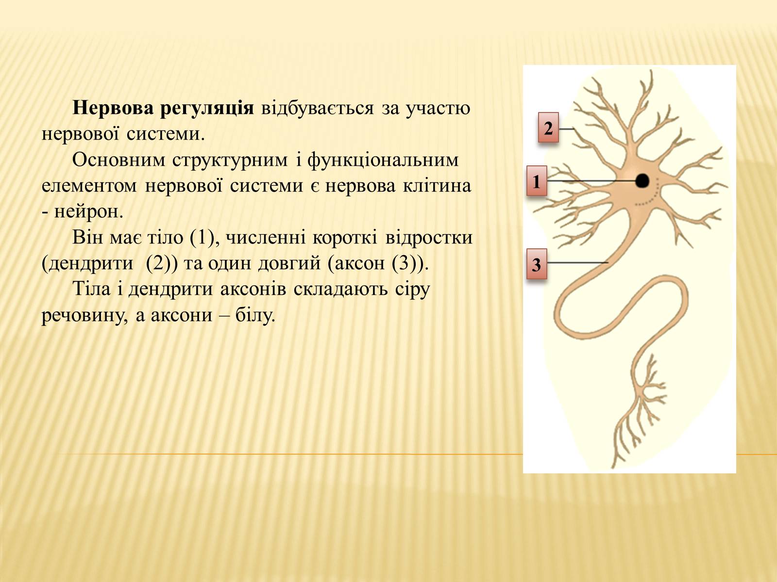 Презентація на тему «Нервова регуляція» (варіант 1) - Слайд #2 Презентація на тему «Нервова регуляція» (варіант 1) - Слайд #2