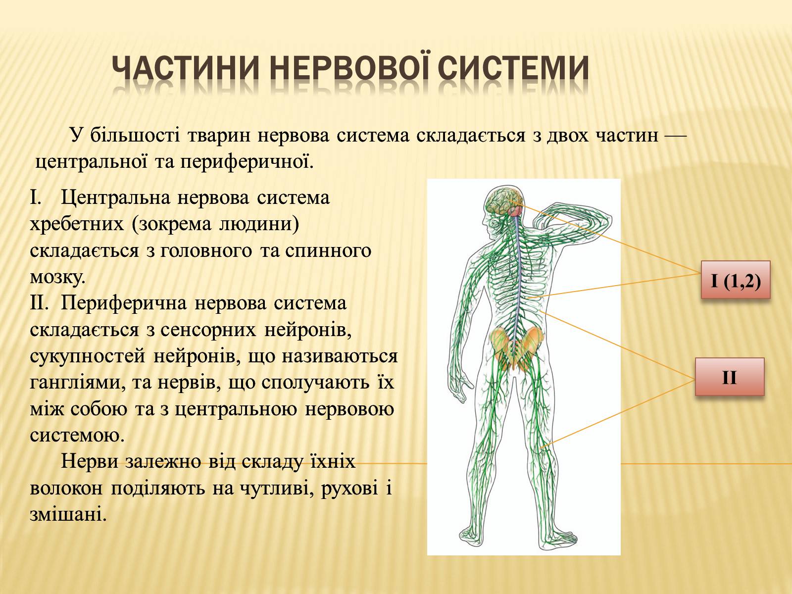 Презентація на тему «Нервова регуляція» (варіант 1) - Слайд #4 Презентація на тему «Нервова регуляція» (варіант 1) - Слайд #4