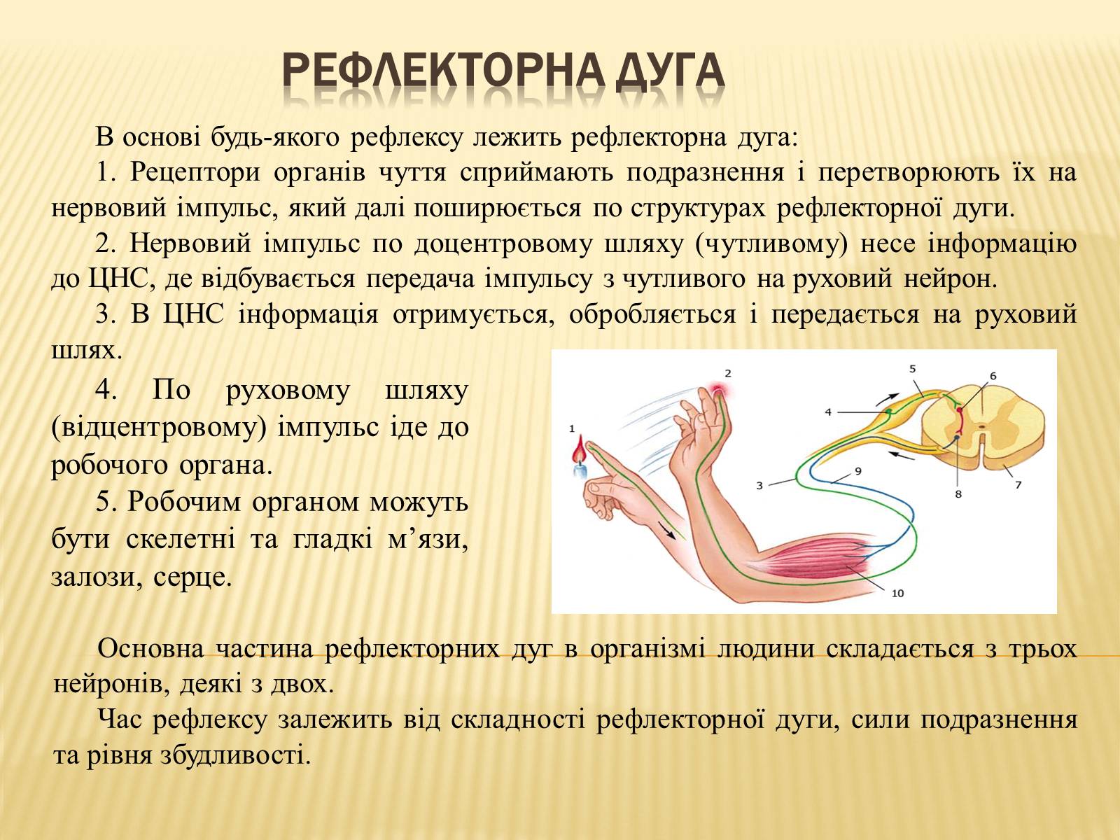 Презентація на тему «Нервова регуляція» (варіант 1) - Слайд #6 Презентація на тему «Нервова регуляція» (варіант 1) - Слайд #6