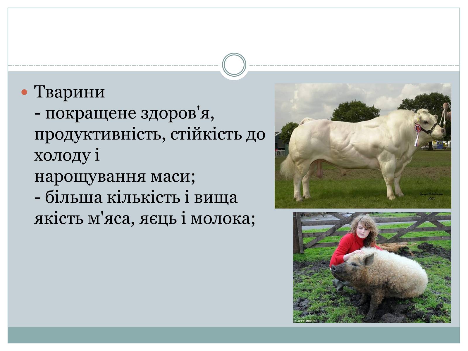 Презентація на тему «ГМО» (варіант 4) - Слайд #13 Презентація на тему «ГМО» (варіант 4) - Слайд #13