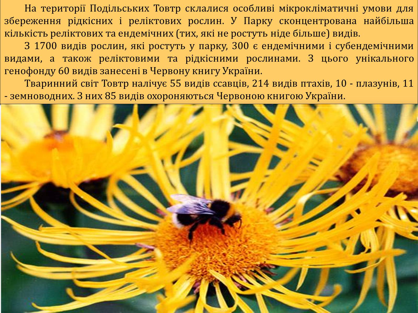 Презентація на тему «Національний природний парк Подільські Товтри» (варіант 1) - Слайд #6 Презентація на тему «Національний природний парк Подільські Товтри» (варіант 1) - Слайд #6