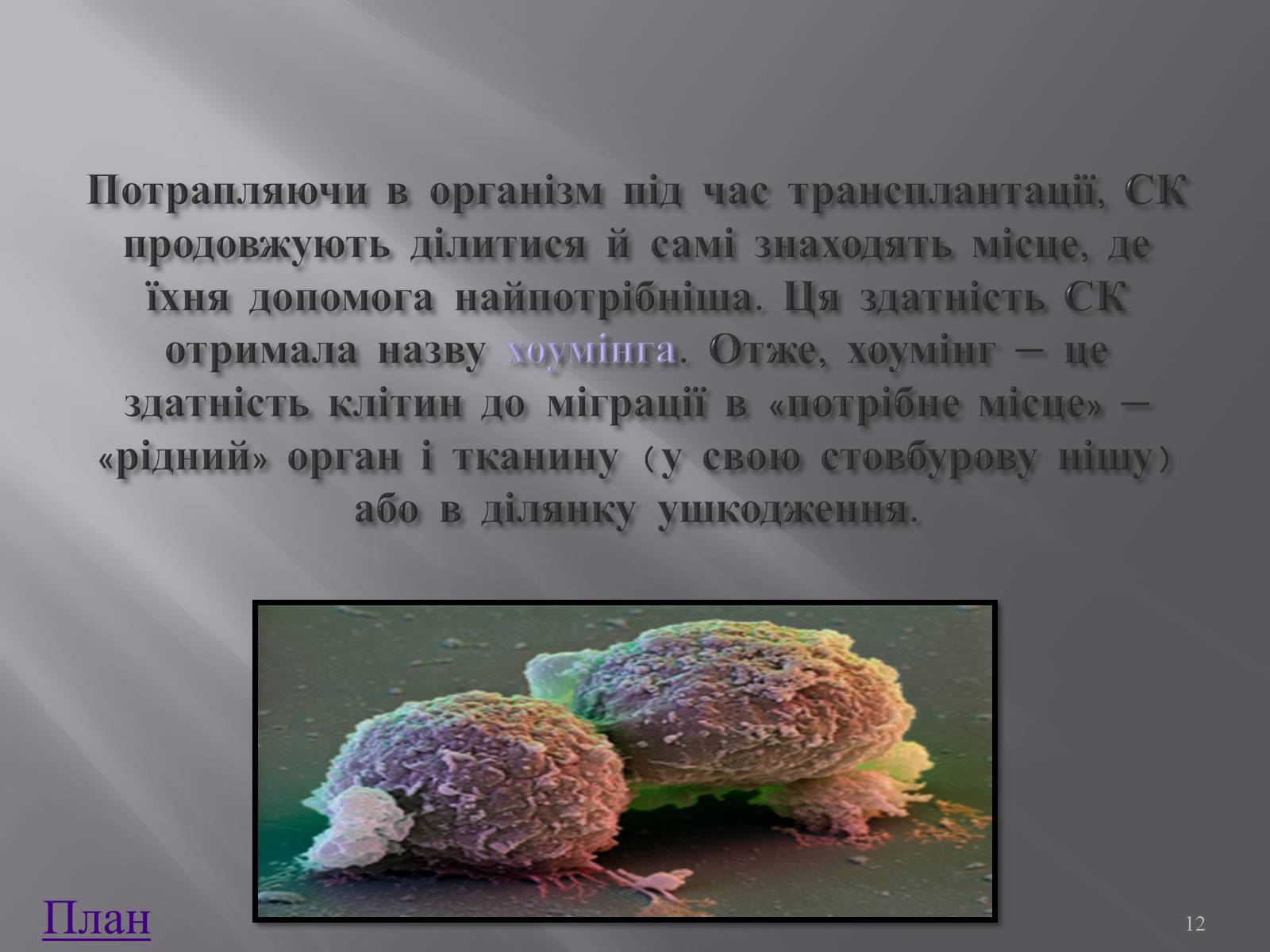Презентація на тему «Клонування і ембріотехнології» (варіант 1) - Слайд #12 Презентація на тему «Клонування і ембріотехнології» (варіант 1) - Слайд #12