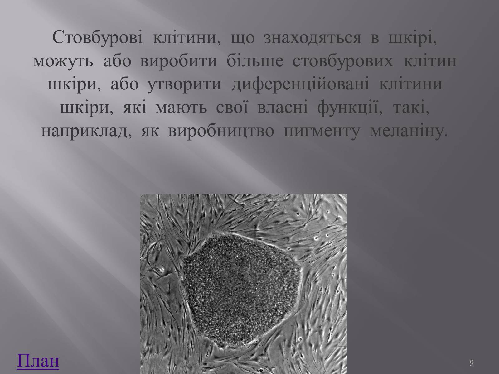 Презентація на тему «Клонування і ембріотехнології» (варіант 1) - Слайд #9 Презентація на тему «Клонування і ембріотехнології» (варіант 1) - Слайд #9