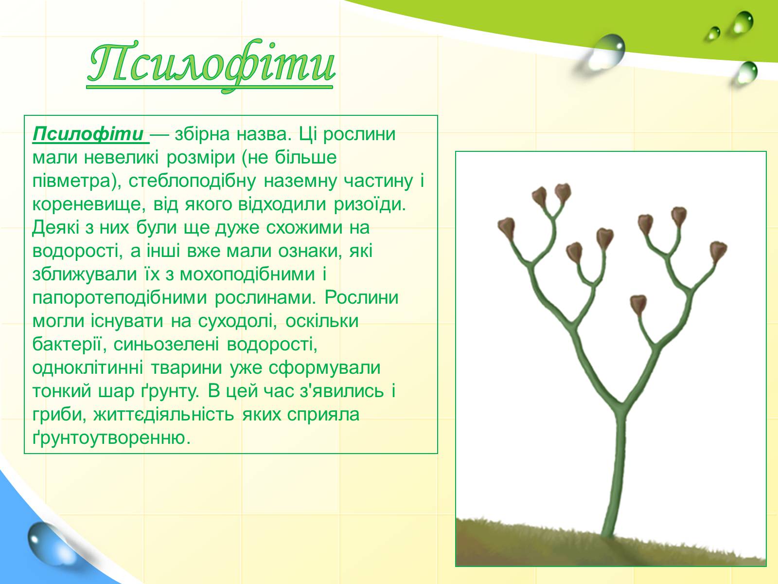 Презентація на тему «Розвиток життя в палеозойську еру» - Слайд #3 Презентація на тему «Розвиток життя в палеозойську еру» - Слайд #3