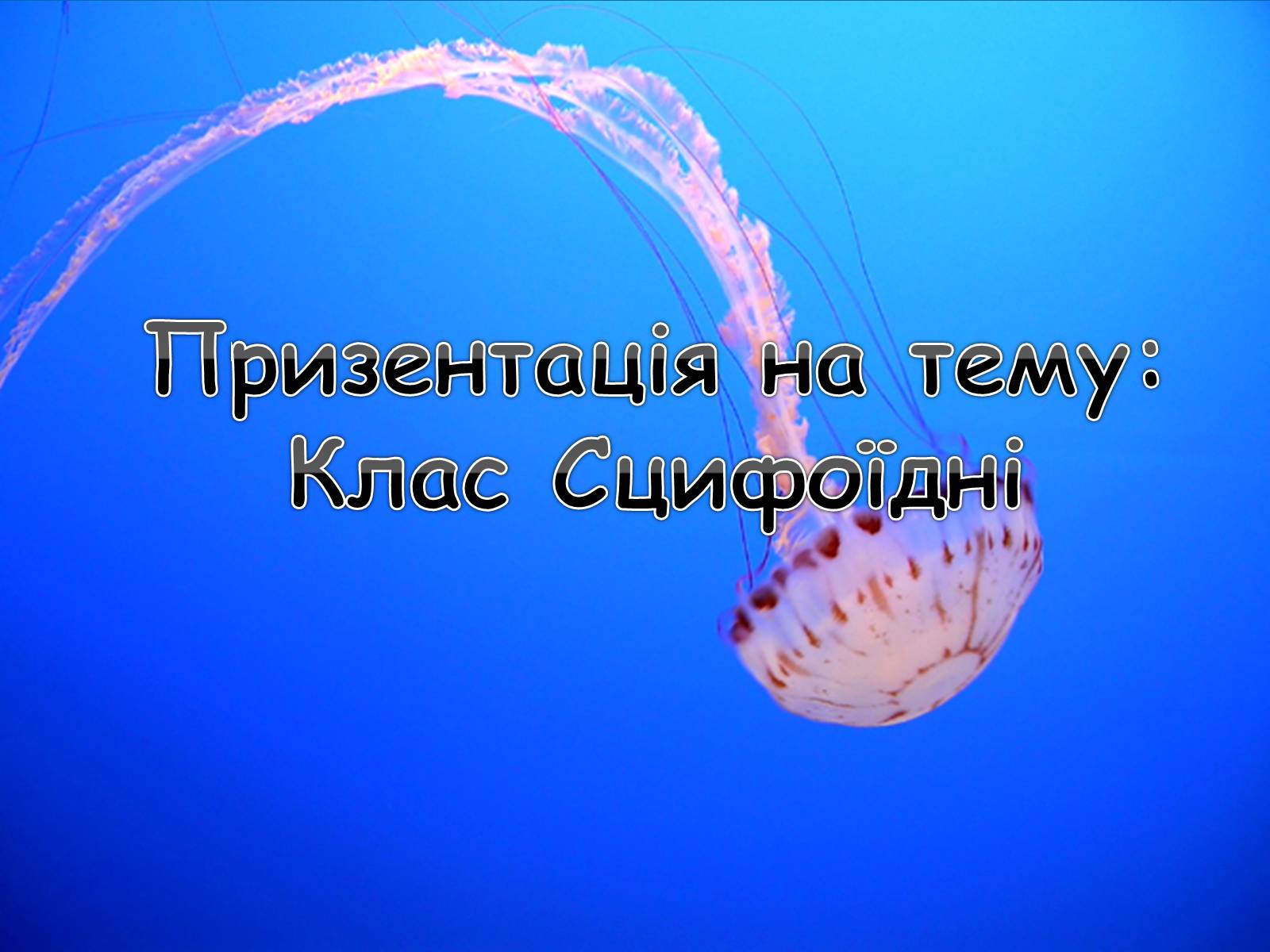 Презентація на тему «Клас Сцифоїдні» - Слайд #1 Презентація на тему «Клас Сцифоїдні» - Слайд #1