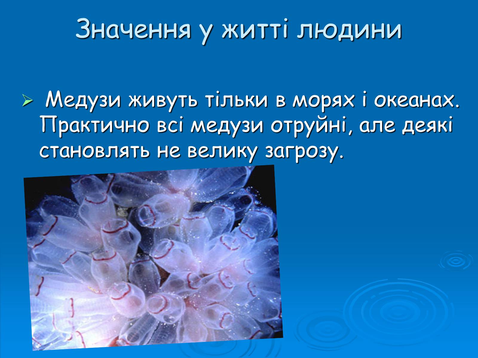 Презентація на тему «Клас Сцифоїдні» - Слайд #10 Презентація на тему «Клас Сцифоїдні» - Слайд #10