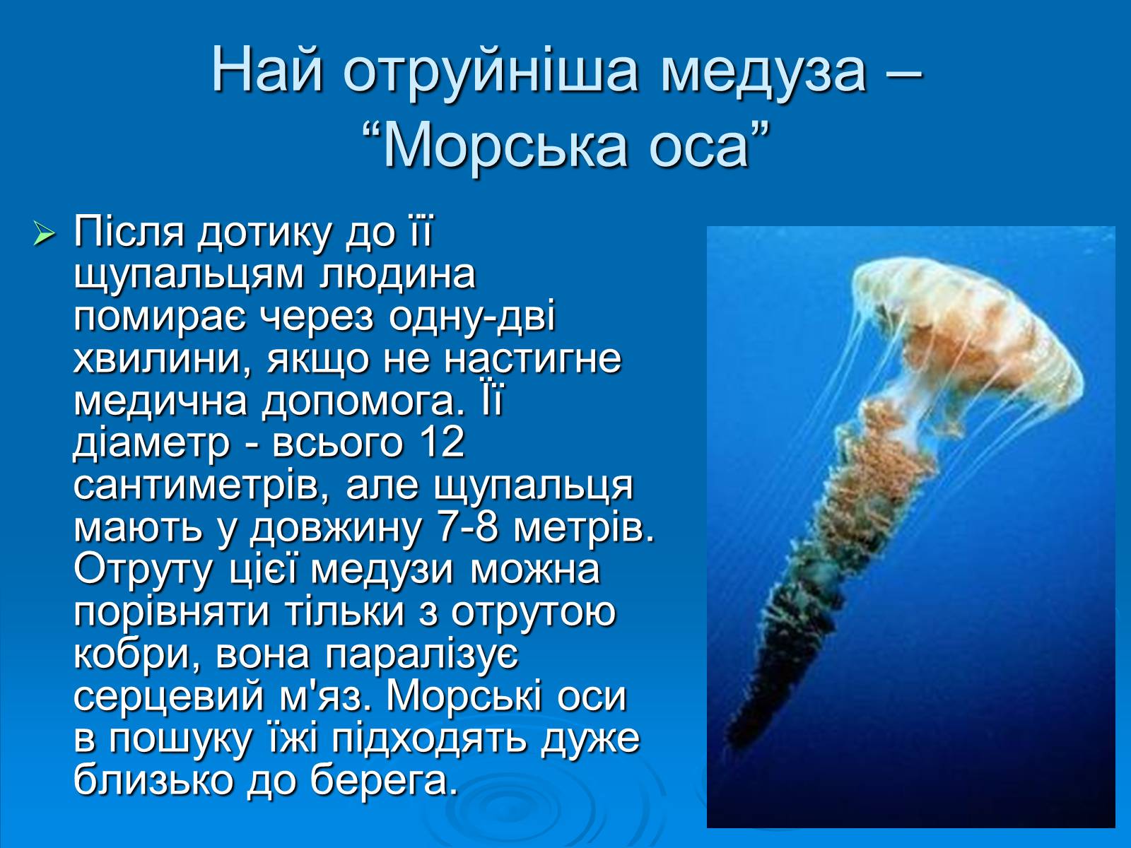 Презентація на тему «Клас Сцифоїдні» - Слайд #11 Презентація на тему «Клас Сцифоїдні» - Слайд #11