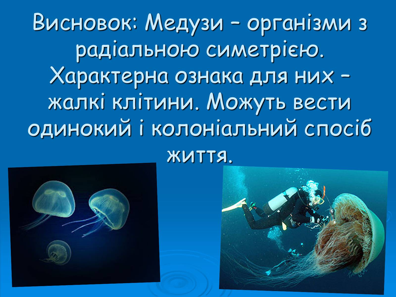 Презентація на тему «Клас Сцифоїдні» - Слайд #12 Презентація на тему «Клас Сцифоїдні» - Слайд #12