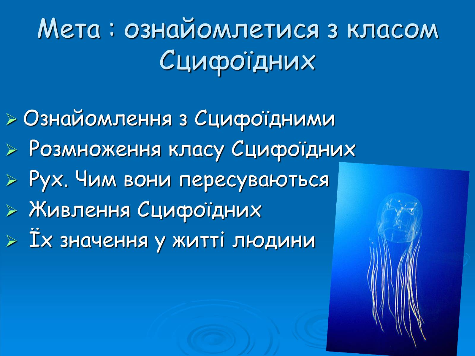 Презентація на тему «Клас Сцифоїдні» - Слайд #2 Презентація на тему «Клас Сцифоїдні» - Слайд #2