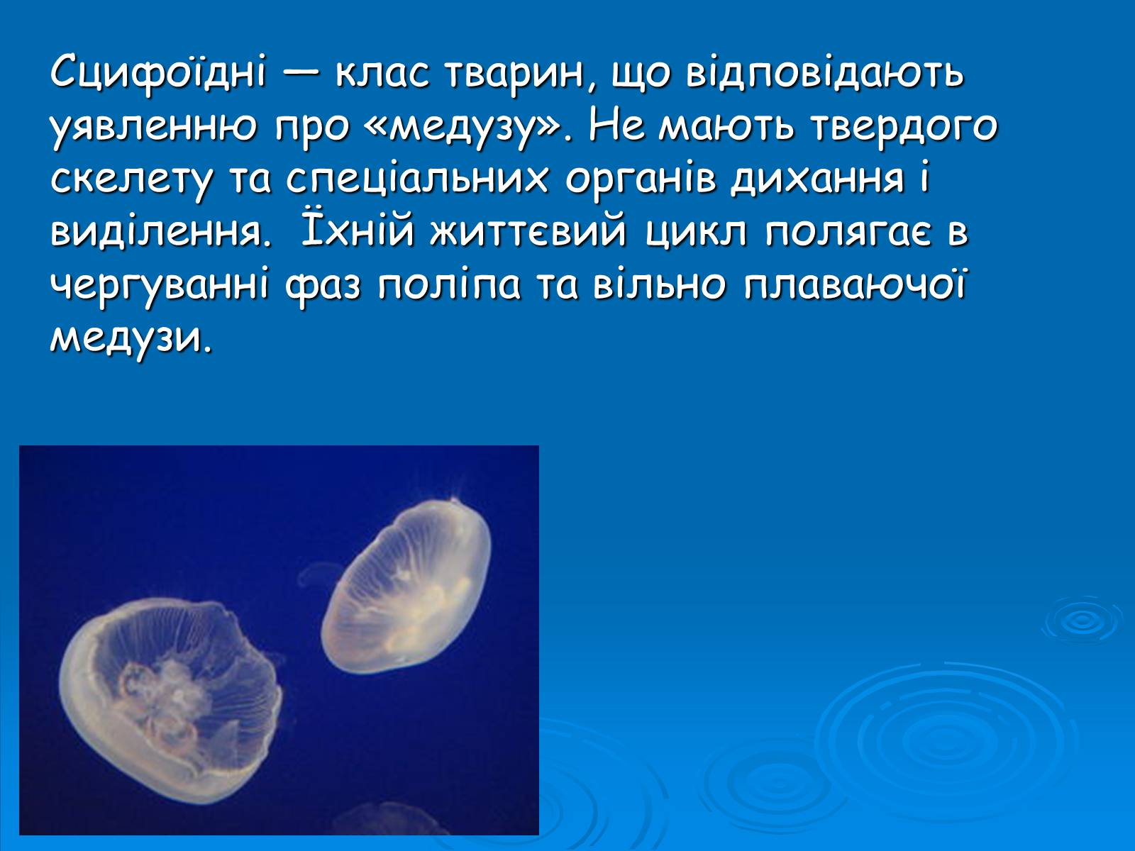 Презентація на тему «Клас Сцифоїдні» - Слайд #3 Презентація на тему «Клас Сцифоїдні» - Слайд #3