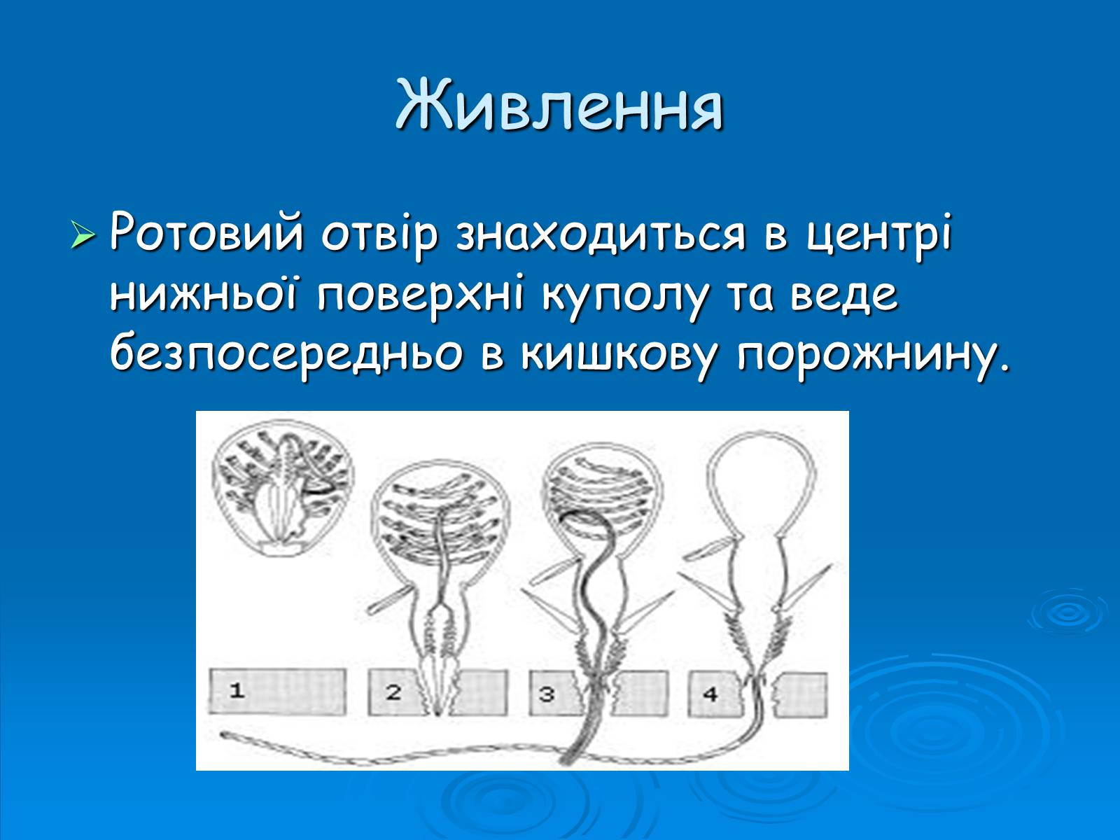 Презентація на тему «Клас Сцифоїдні» - Слайд #9 Презентація на тему «Клас Сцифоїдні» - Слайд #9