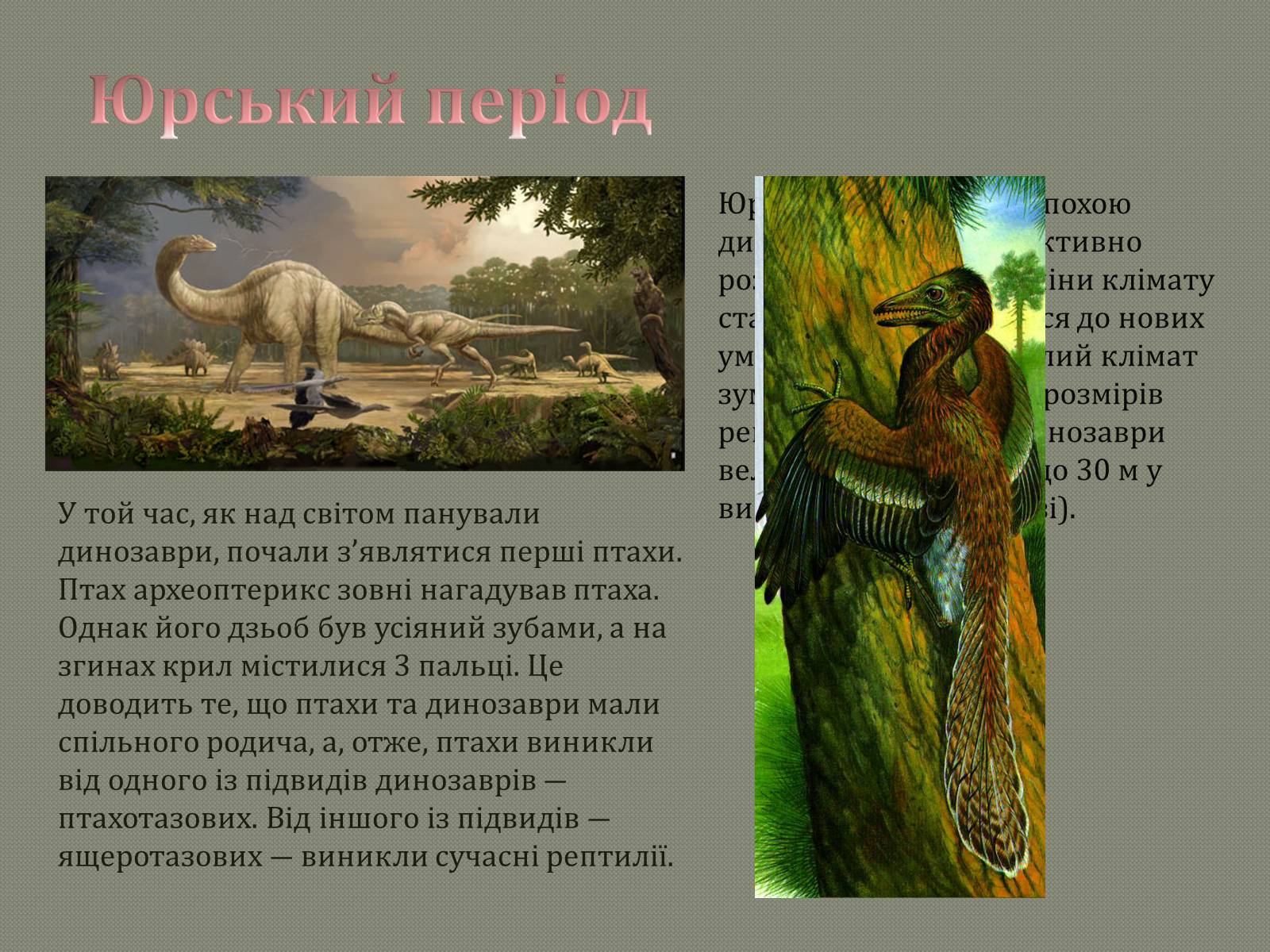 Презентація на тему «Земля: еволюція життя» - Слайд #12 Презентація на тему «Земля: еволюція життя» - Слайд #12
