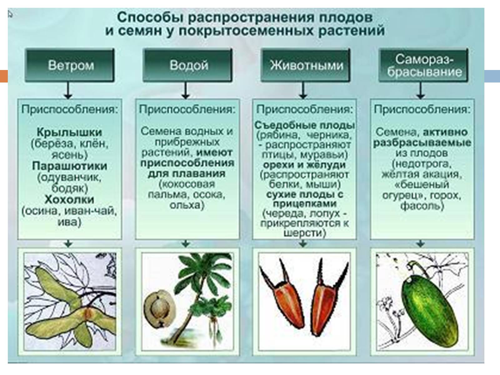 Презентація на тему «Распространение плодов и семян» - Слайд #3 Презентація на тему «Распространение плодов и семян» - Слайд #3