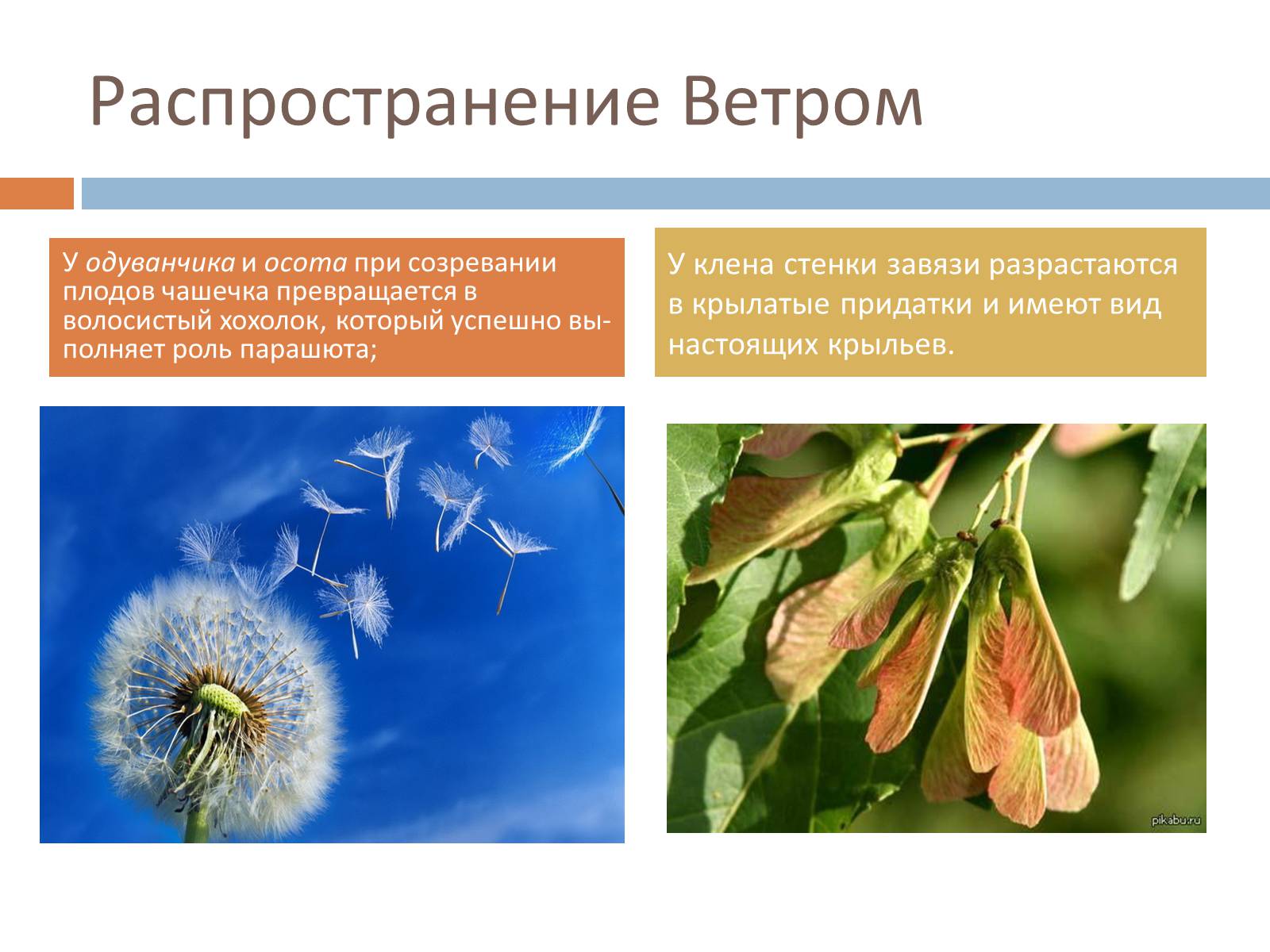 Презентація на тему «Распространение плодов и семян» - Слайд #4 Презентація на тему «Распространение плодов и семян» - Слайд #4