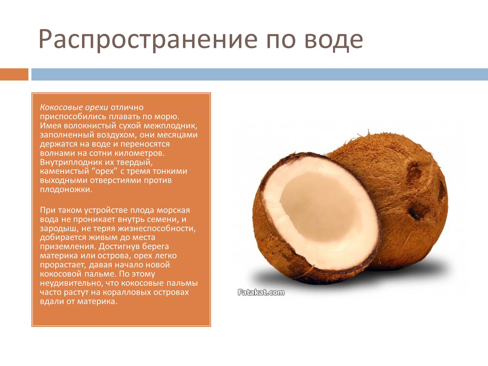 Презентація на тему «Распространение плодов и семян» - Слайд #5 Презентація на тему «Распространение плодов и семян» - Слайд #5