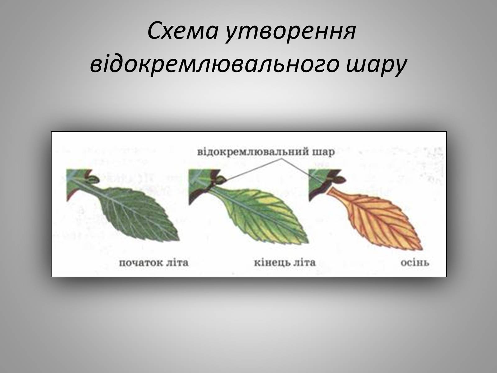 Презентація на тему «Життєдіяльність рослин» - Слайд #13 Презентація на тему «Життєдіяльність рослин» - Слайд #13