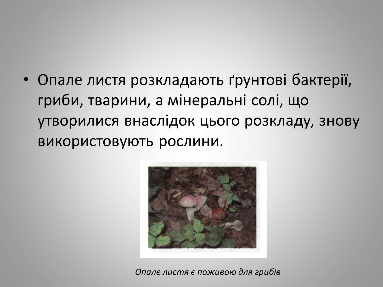 Презентація на тему «Життєдіяльність рослин» - Слайд #14 Презентація на тему «Життєдіяльність рослин» - Слайд #14