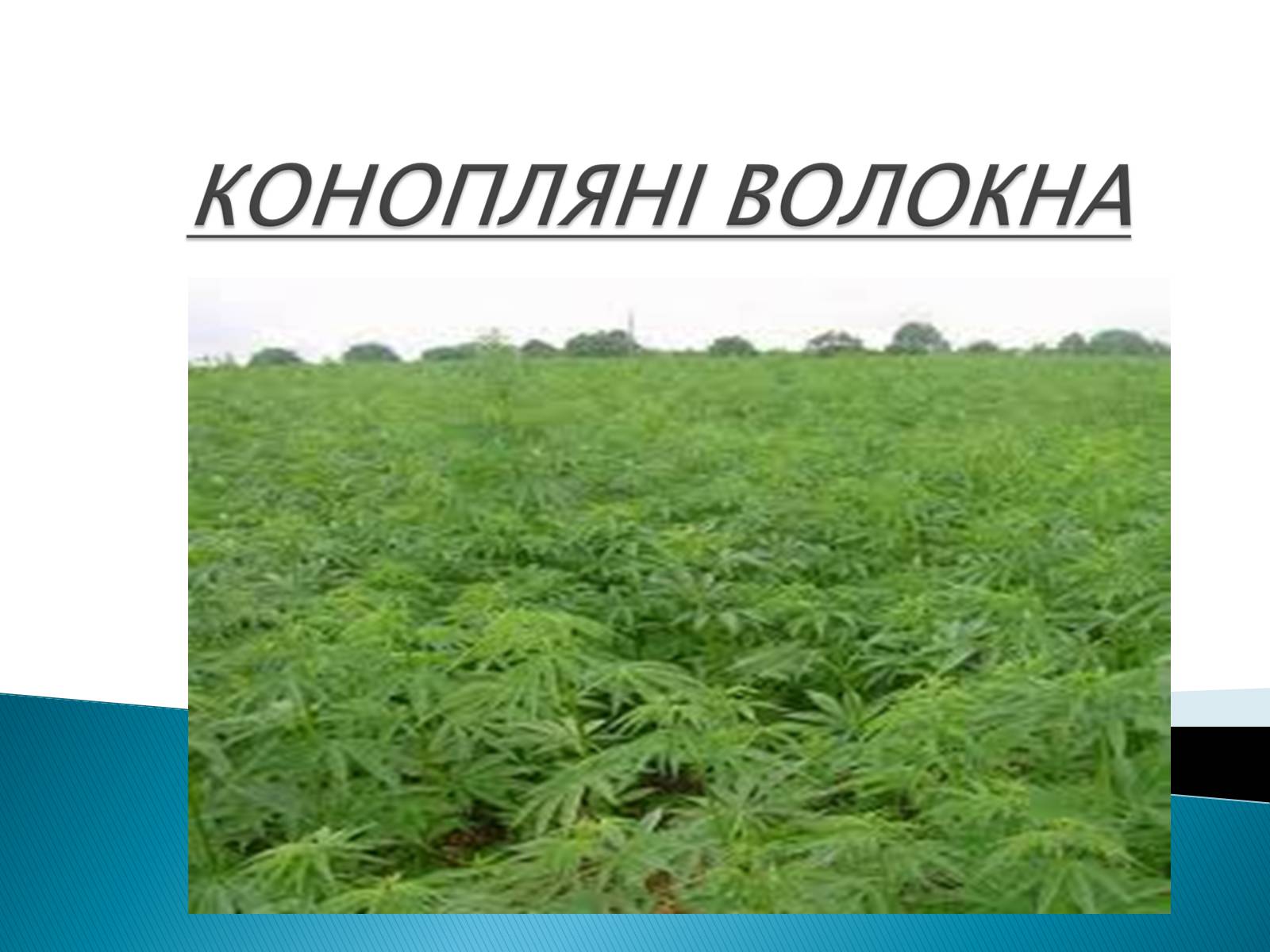 Презентація на тему «ПРИРОДНІ ВОЛОКНА» (варіант 2) - Слайд #7 Презентація на тему «ПРИРОДНІ ВОЛОКНА» (варіант 2) - Слайд #7