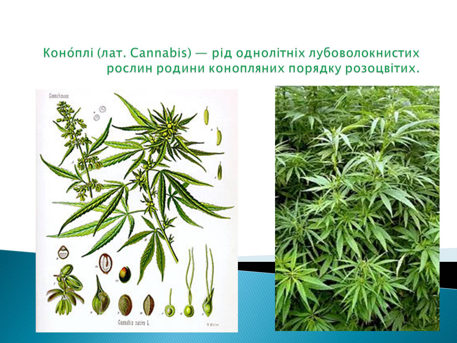 Презентація на тему «ПРИРОДНІ ВОЛОКНА» (варіант 2) - Слайд #8 Презентація на тему «ПРИРОДНІ ВОЛОКНА» (варіант 2) - Слайд #8
