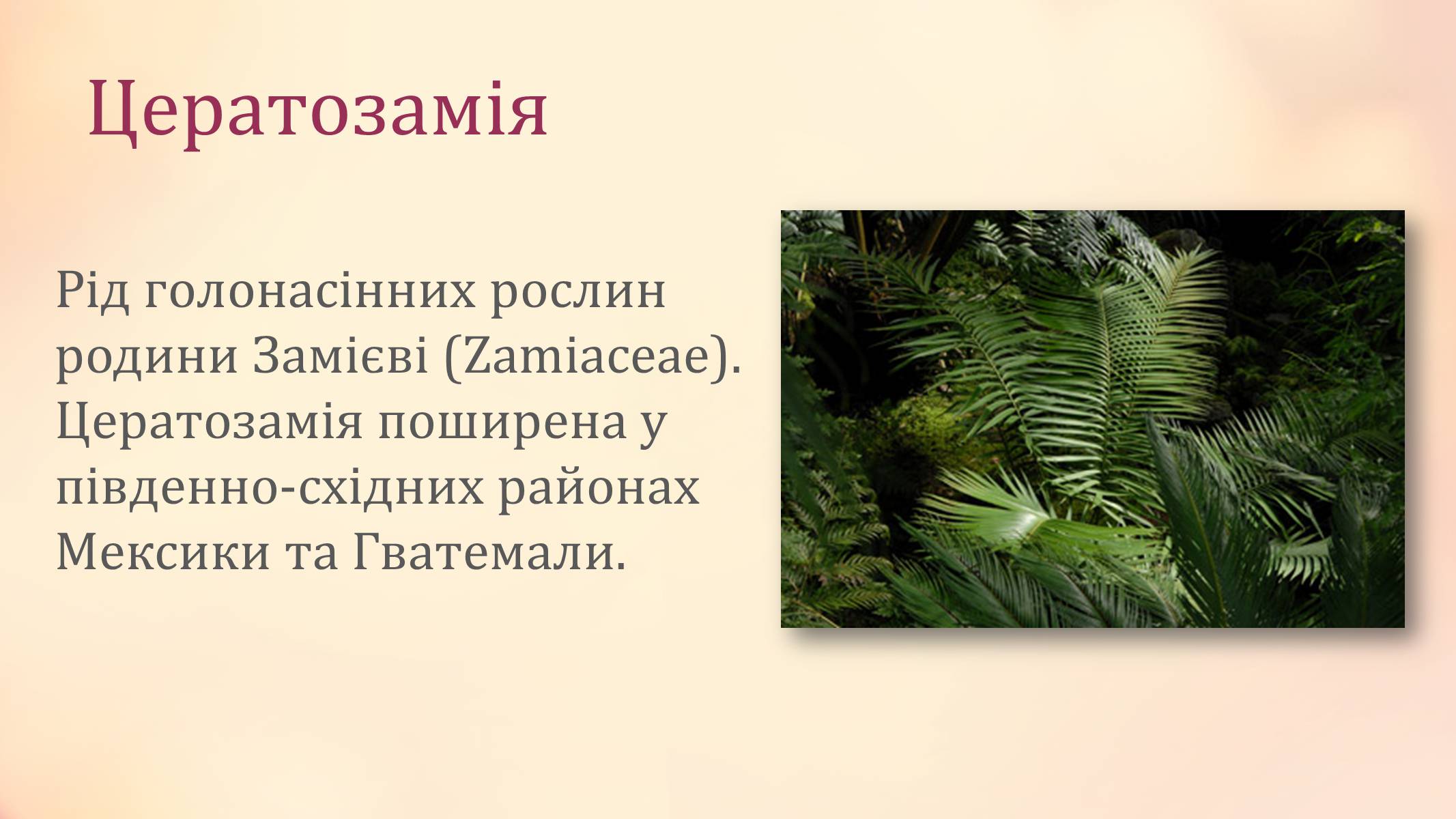 Презентація на тему «Рослини палеозойської ери» - Слайд #10 Презентація на тему «Рослини палеозойської ери» - Слайд #10