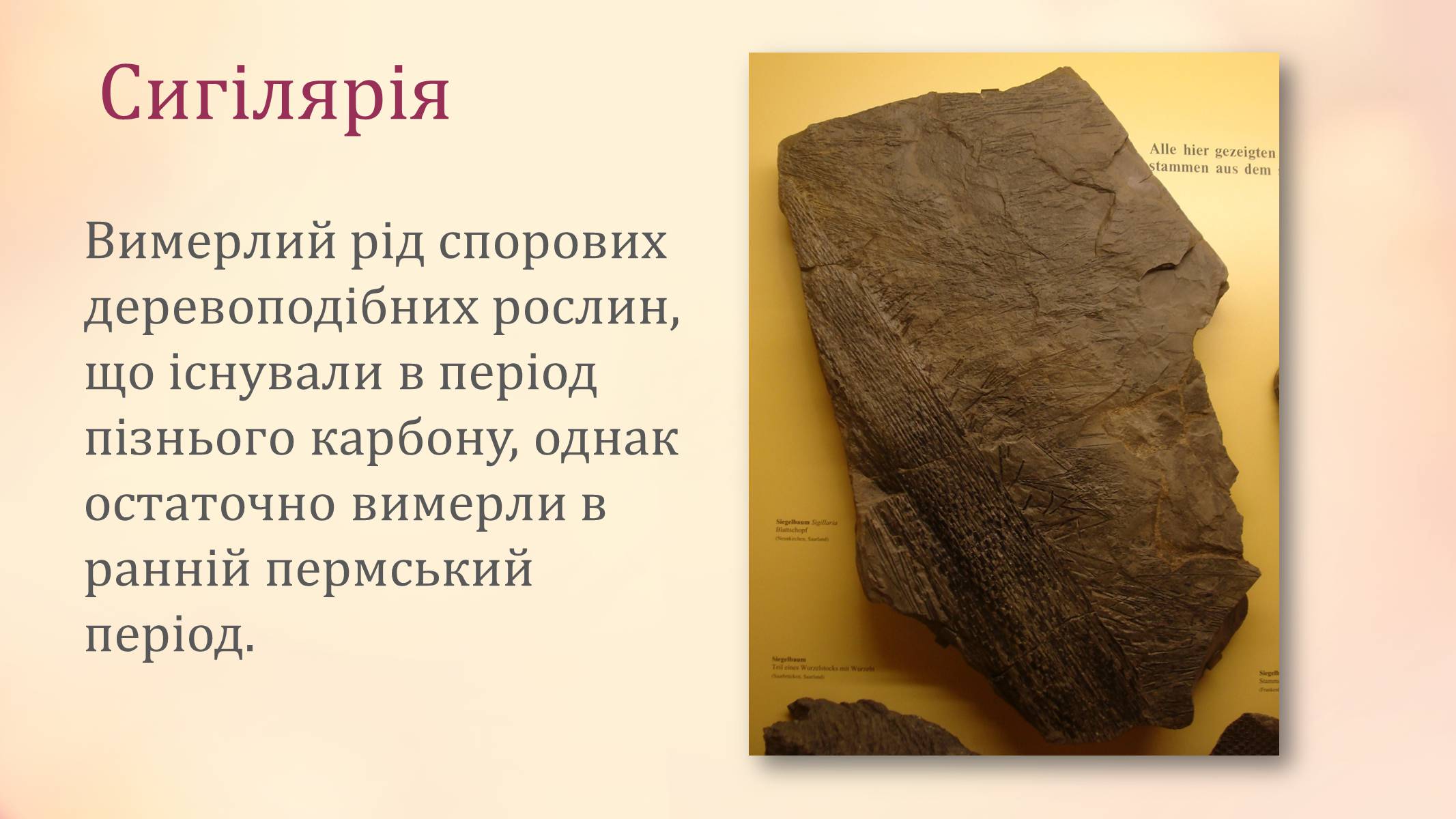 Презентація на тему «Рослини палеозойської ери» - Слайд #3 Презентація на тему «Рослини палеозойської ери» - Слайд #3