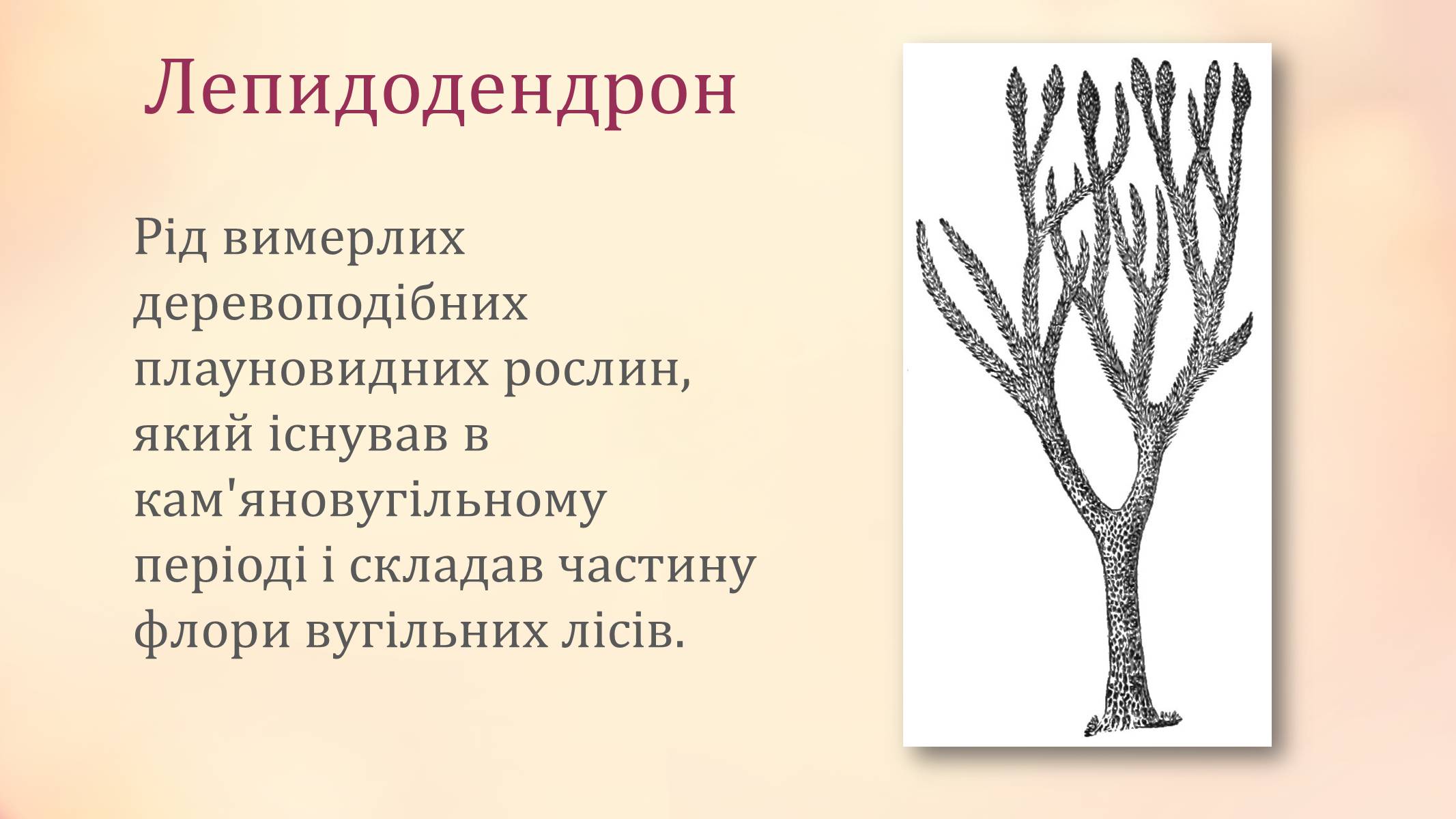 Презентація на тему «Рослини палеозойської ери» - Слайд #4 Презентація на тему «Рослини палеозойської ери» - Слайд #4