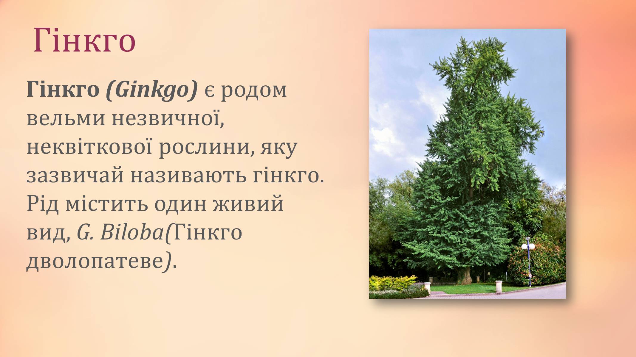 Презентація на тему «Рослини палеозойської ери» - Слайд #6 Презентація на тему «Рослини палеозойської ери» - Слайд #6