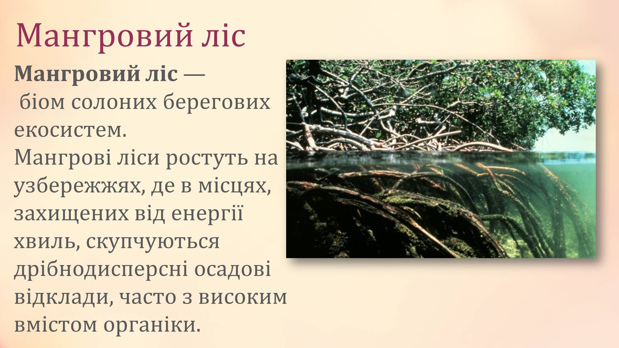 Презентація на тему «Рослини палеозойської ери» - Слайд #7 Презентація на тему «Рослини палеозойської ери» - Слайд #7