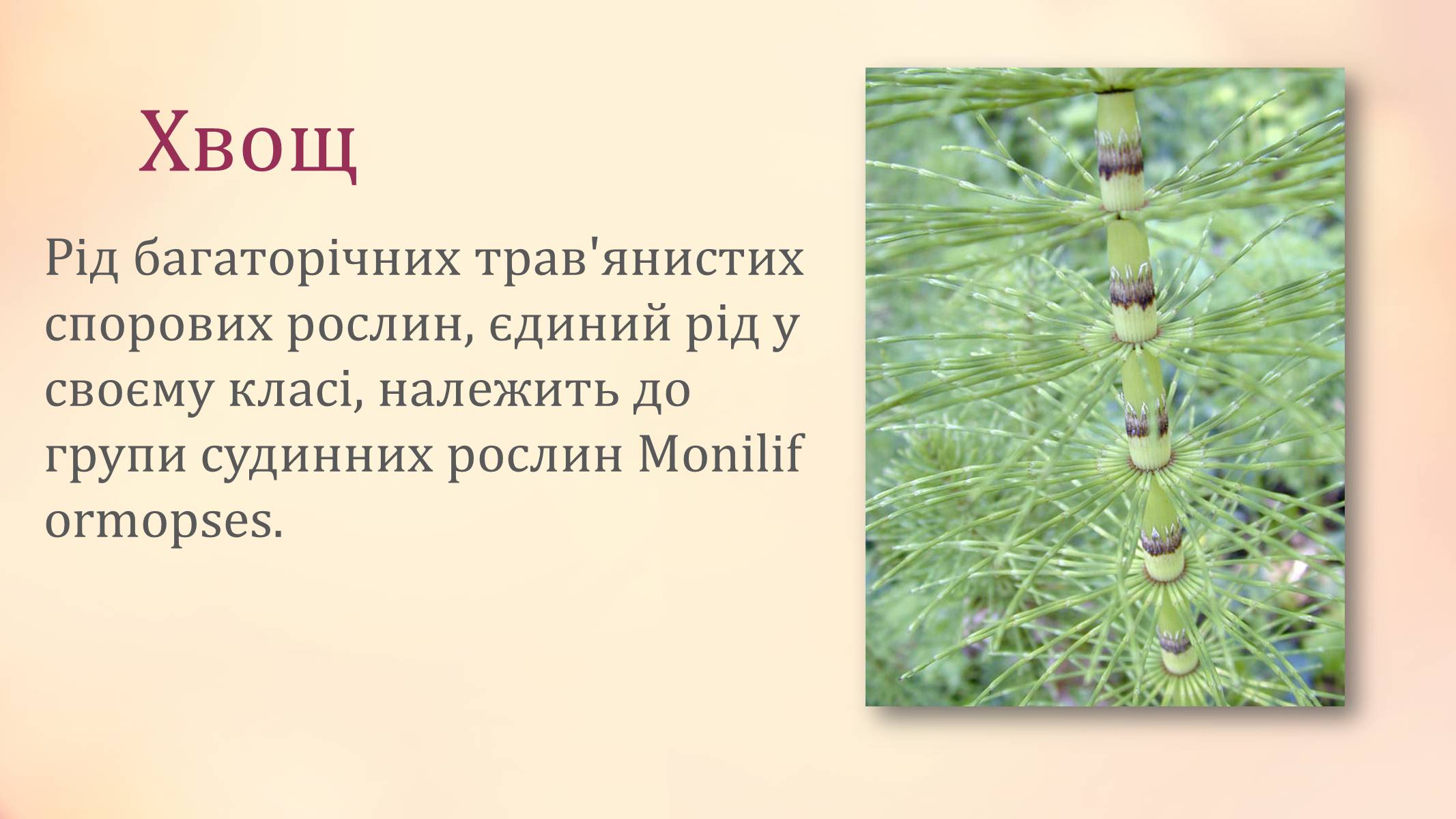Презентація на тему «Рослини палеозойської ери» - Слайд #8 Презентація на тему «Рослини палеозойської ери» - Слайд #8