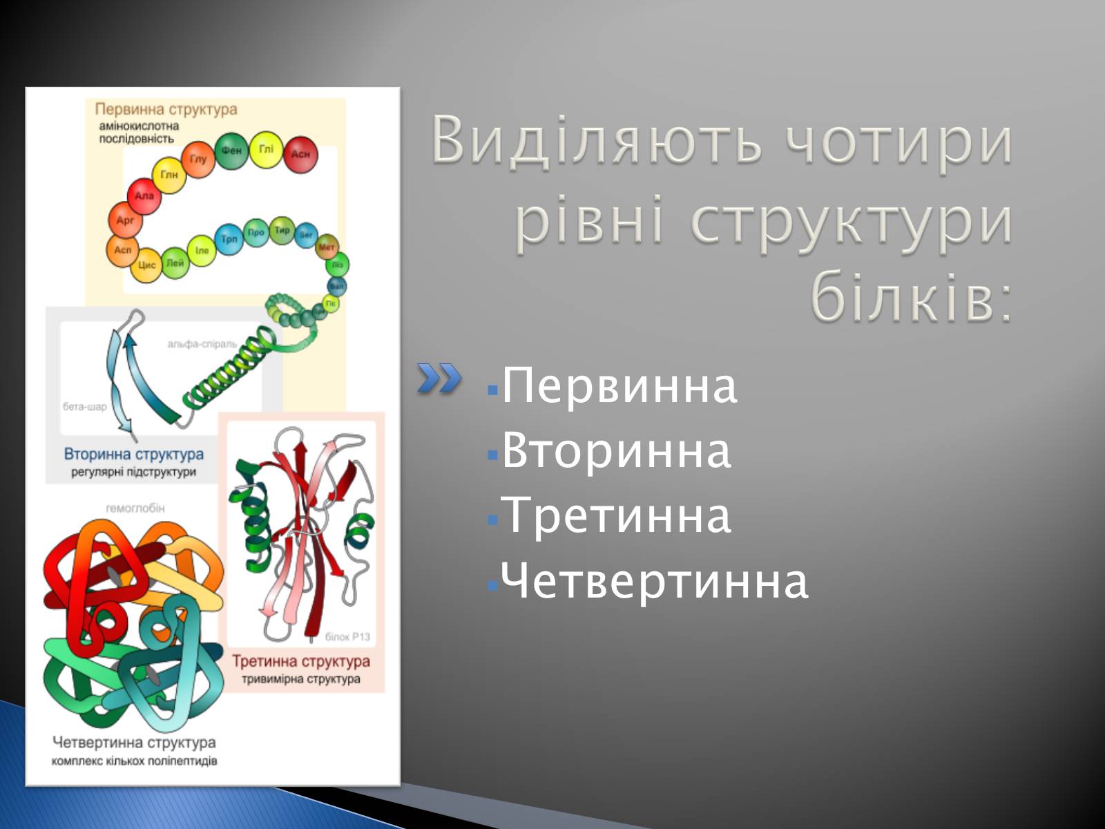 Презентація на тему «Білки» (варіант 12) - Слайд #29 Презентація на тему «Білки» (варіант 12) - Слайд #29