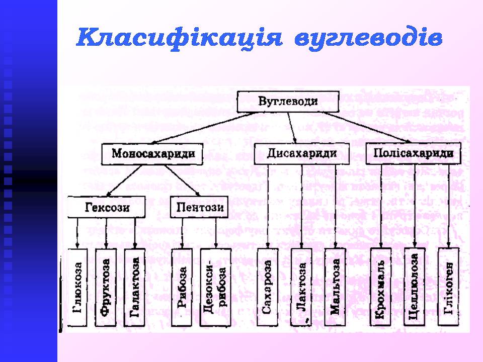 Презентація на тему «Вуглеводи як компоненти їжі, їх роль у житті людини» (варіант 40) - Слайд #5