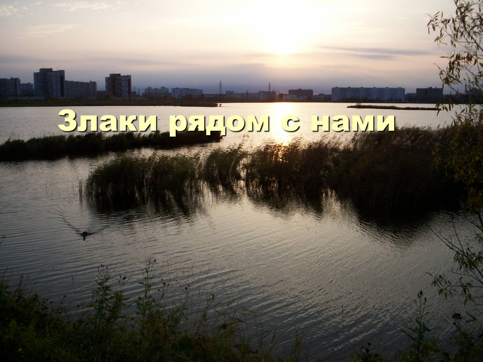 Презентація на тему «Злаки рядом с нами» - Слайд #1 Презентація на тему «Злаки рядом с нами» - Слайд #1