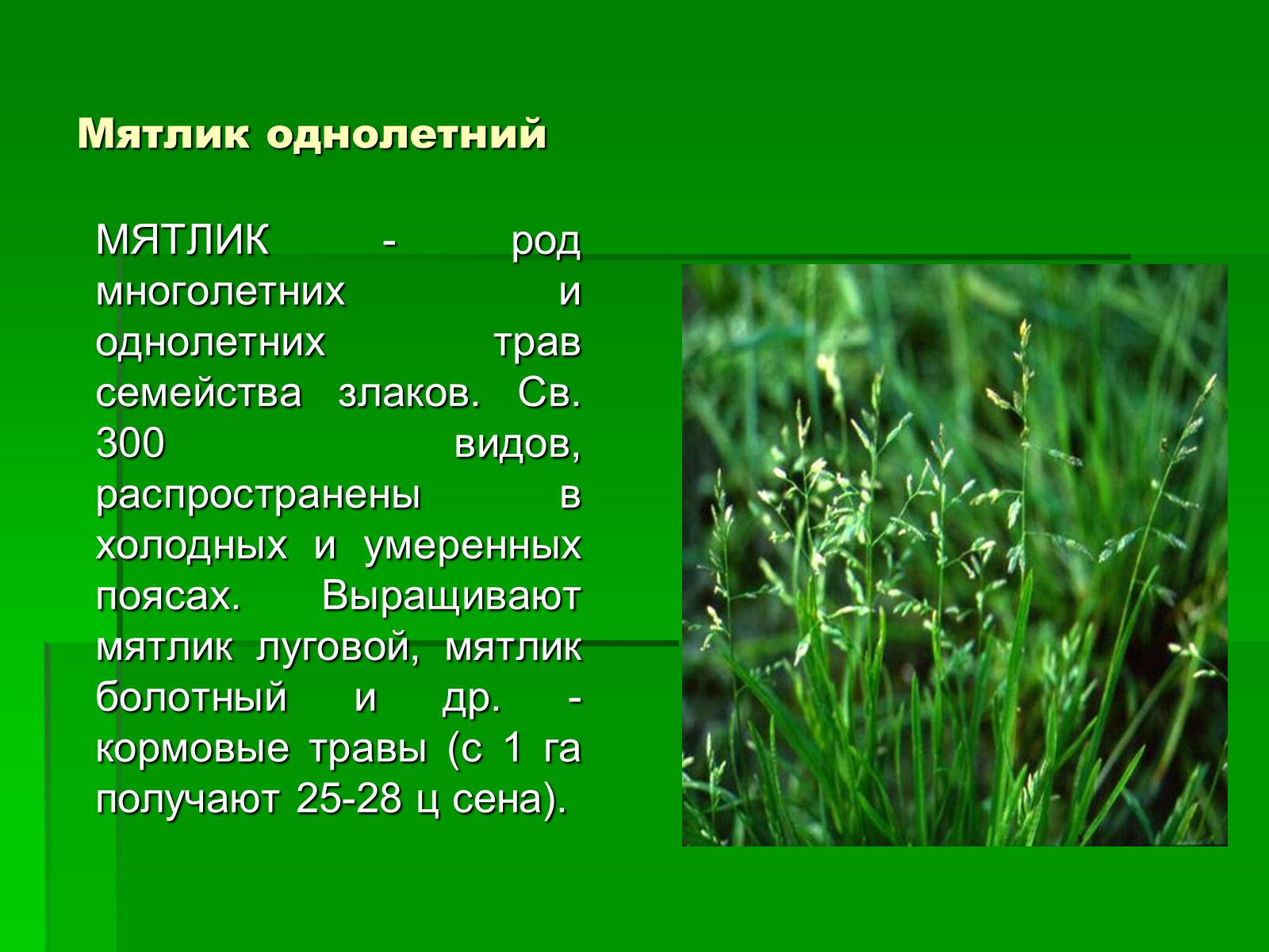 Презентація на тему «Злаки рядом с нами» - Слайд #4 Презентація на тему «Злаки рядом с нами» - Слайд #4