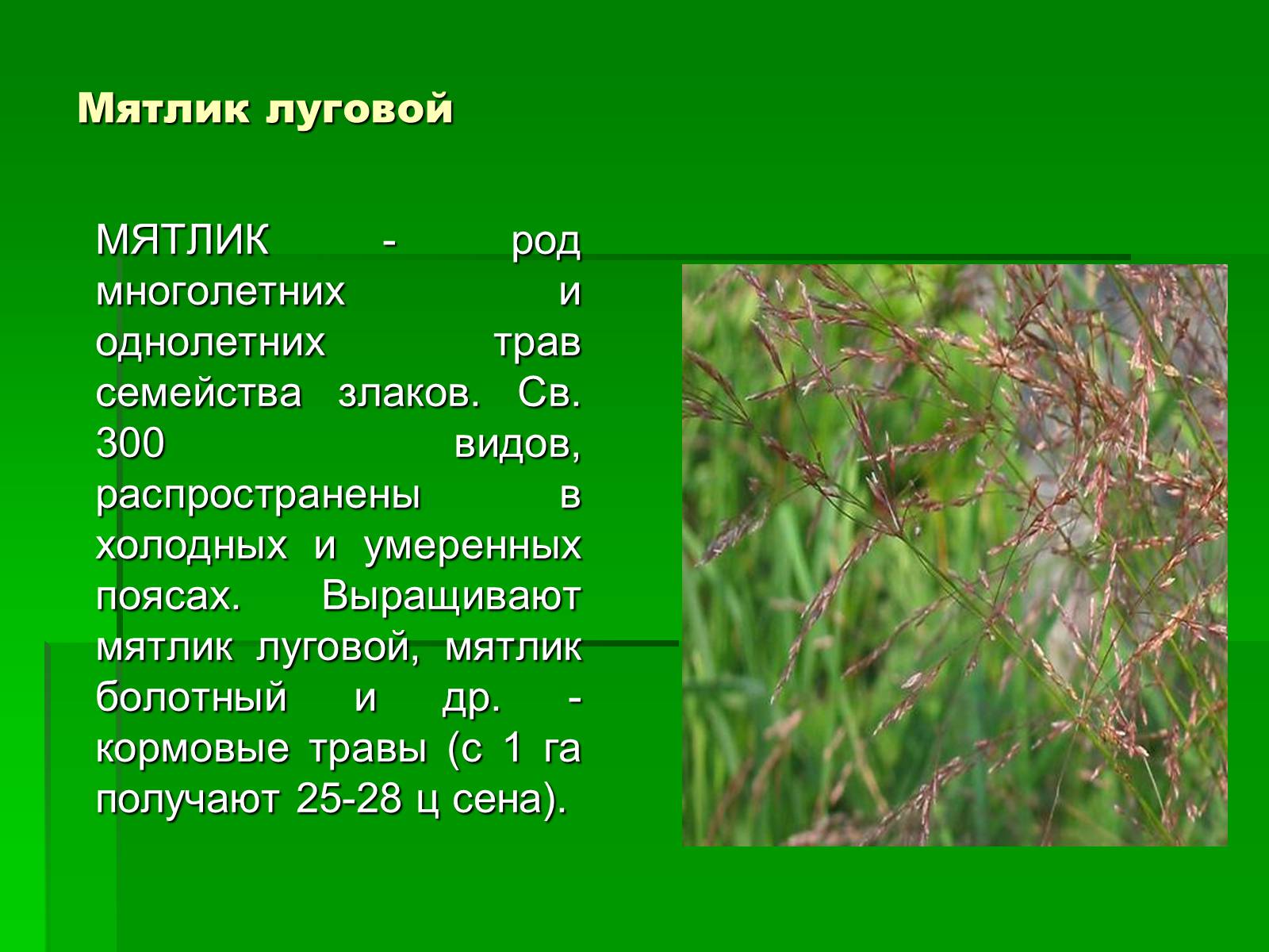 Презентація на тему «Злаки рядом с нами» - Слайд #5 Презентація на тему «Злаки рядом с нами» - Слайд #5