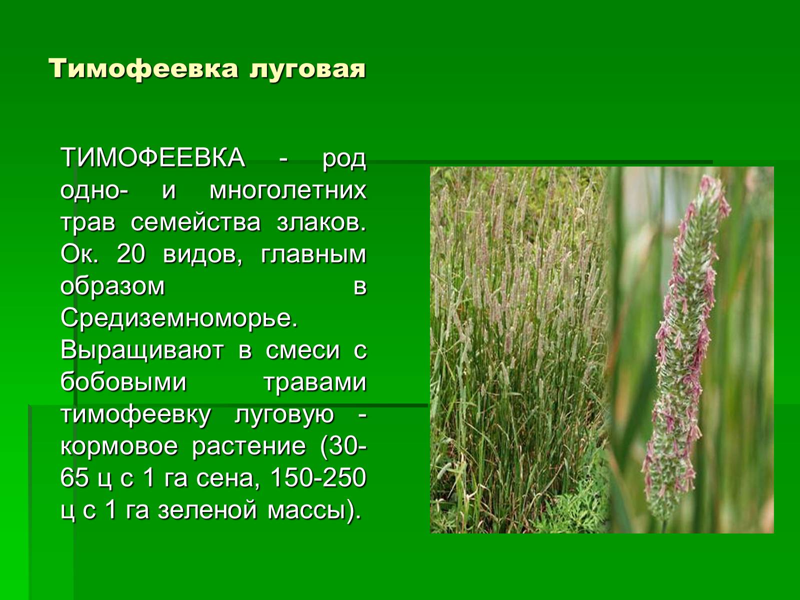 Презентація на тему «Злаки рядом с нами» - Слайд #6 Презентація на тему «Злаки рядом с нами» - Слайд #6