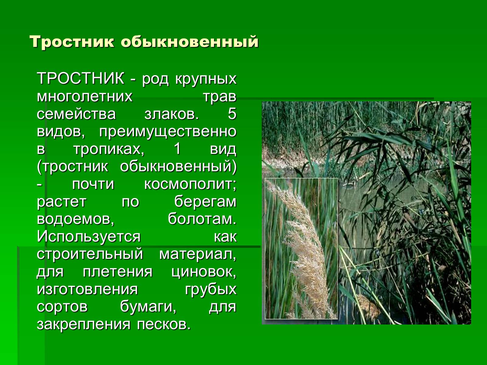 Презентація на тему «Злаки рядом с нами» - Слайд #7 Презентація на тему «Злаки рядом с нами» - Слайд #7