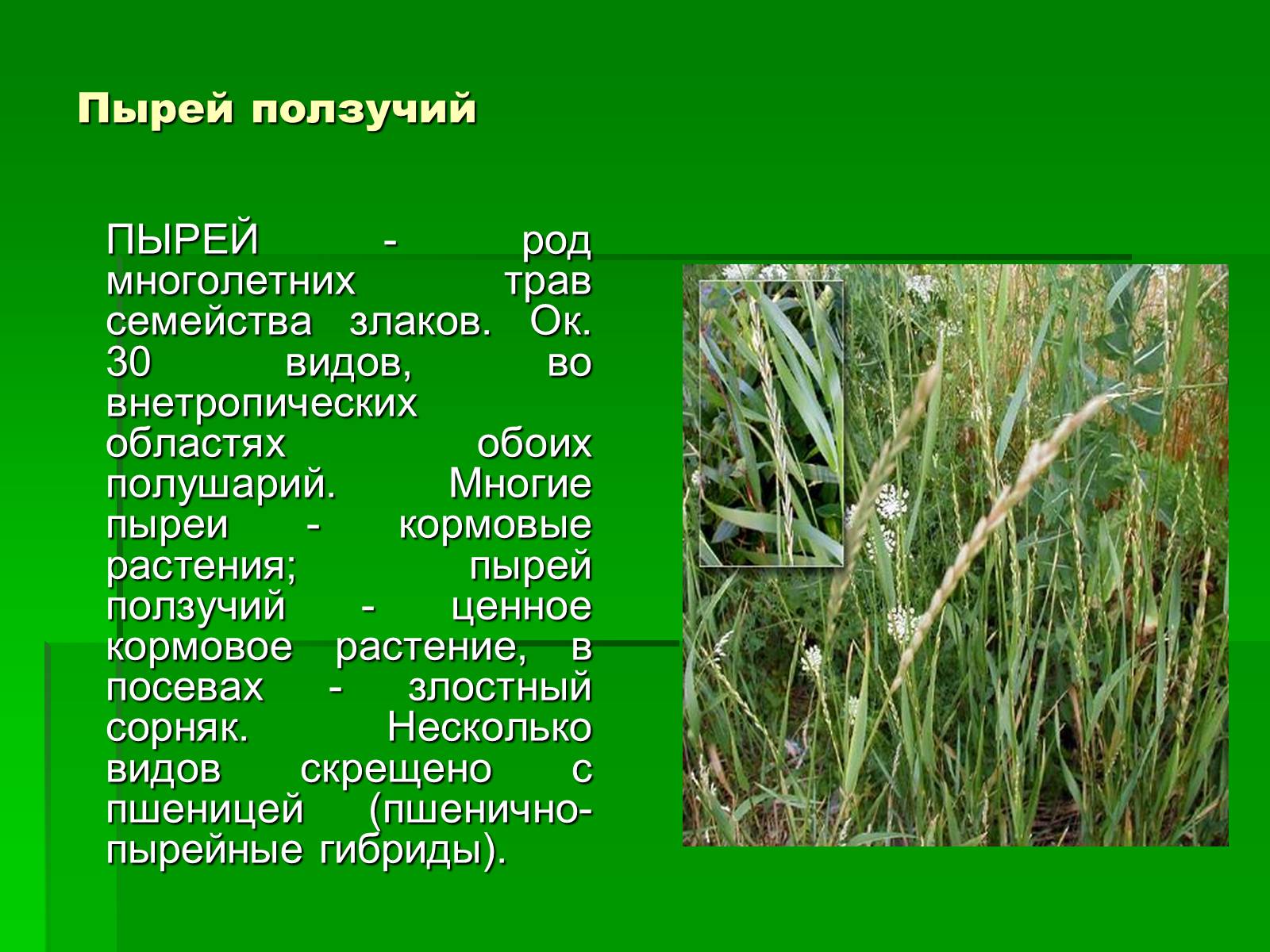 Презентація на тему «Злаки рядом с нами» - Слайд #8 Презентація на тему «Злаки рядом с нами» - Слайд #8