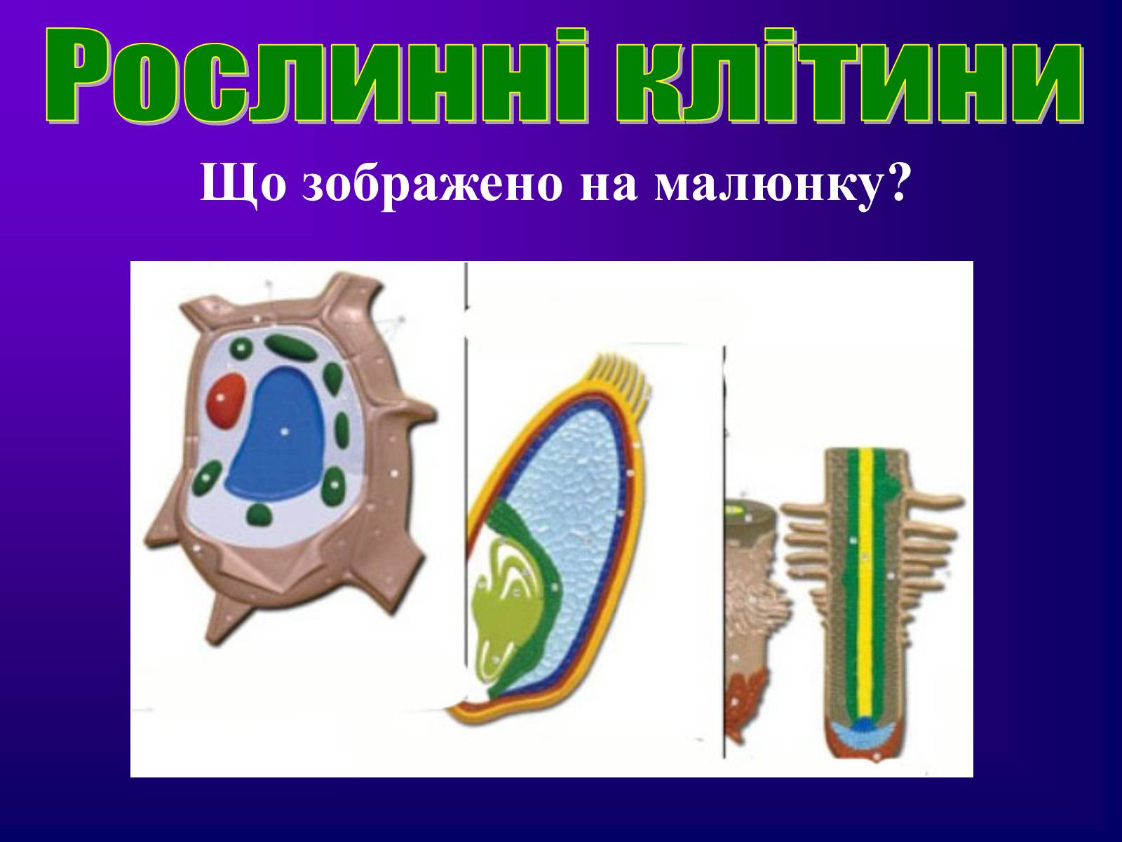 Презентація на тему «Різноманітність тканин живих організмів» - Слайд #10