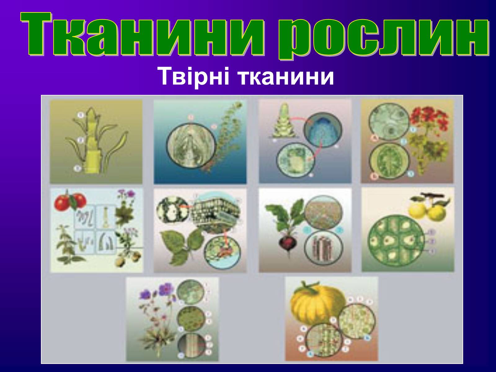 Презентація на тему «Різноманітність тканин живих організмів» - Слайд #13