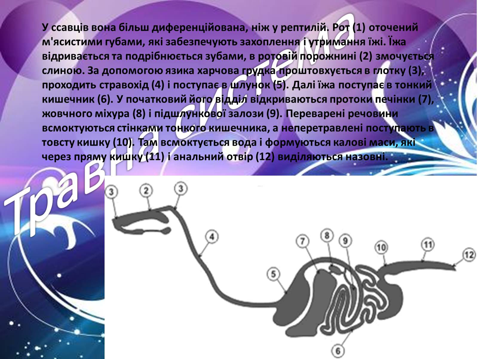 Презентація на тему «Внутрішня будова ссавців» (варіант 1) - Слайд #2 Презентація на тему «Внутрішня будова ссавців» (варіант 1) - Слайд #2