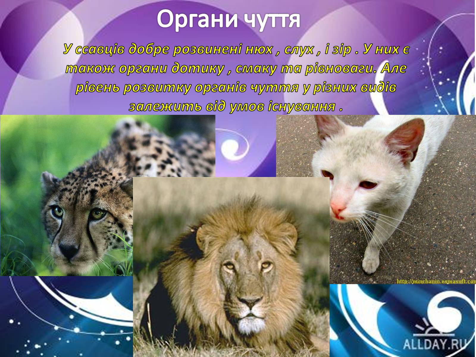 Презентація на тему «Внутрішня будова ссавців» (варіант 1) - Слайд #6 Презентація на тему «Внутрішня будова ссавців» (варіант 1) - Слайд #6