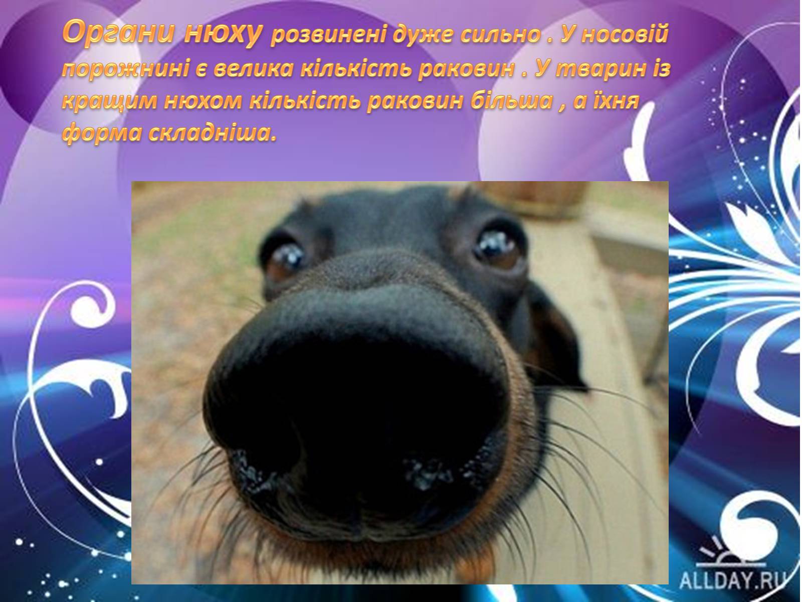 Презентація на тему «Внутрішня будова ссавців» (варіант 1) - Слайд #9 Презентація на тему «Внутрішня будова ссавців» (варіант 1) - Слайд #9
