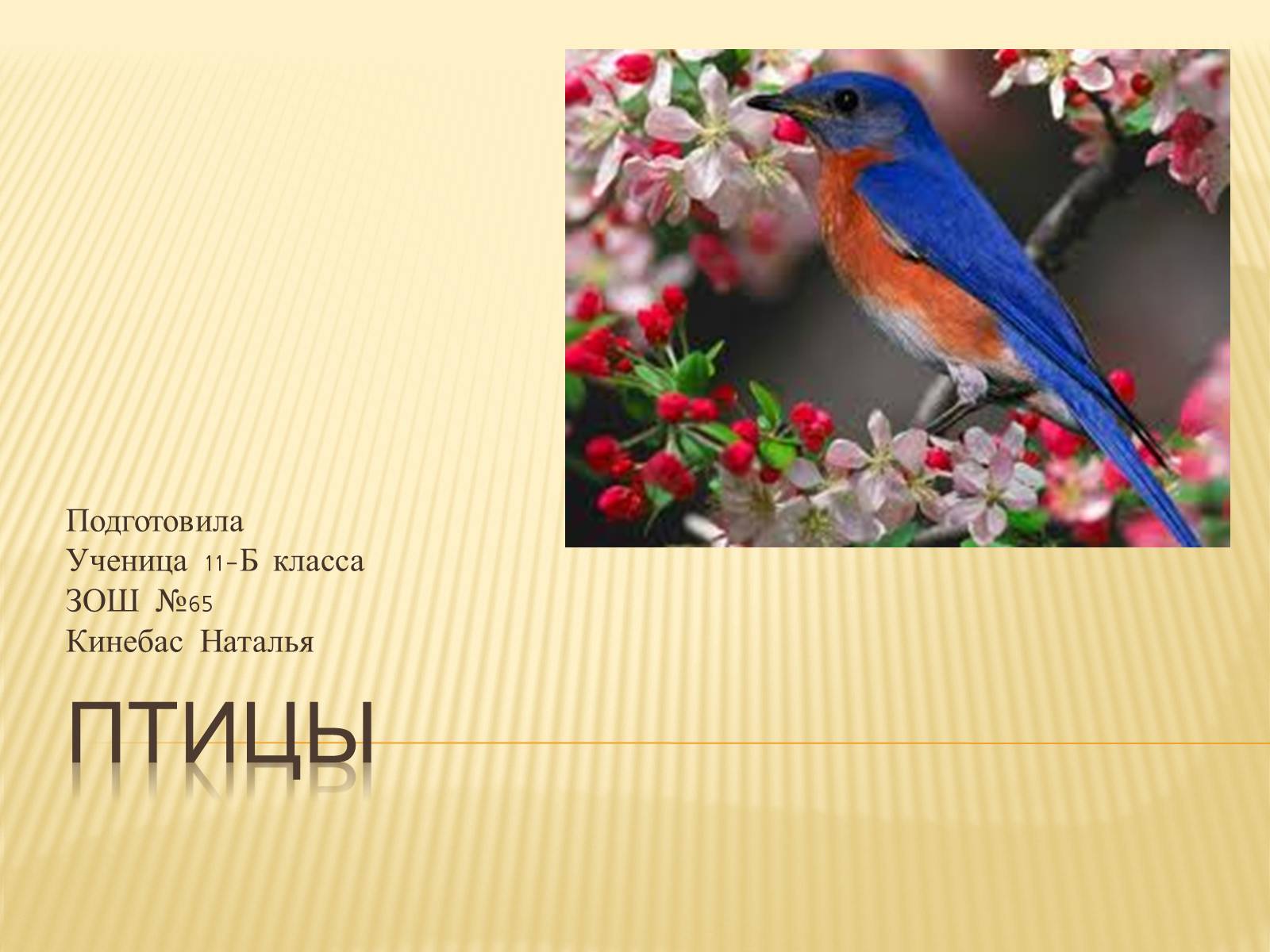 Презентація на тему «Птицы» (варіант 3) - Слайд #1 Презентація на тему «Птицы» (варіант 3) - Слайд #1